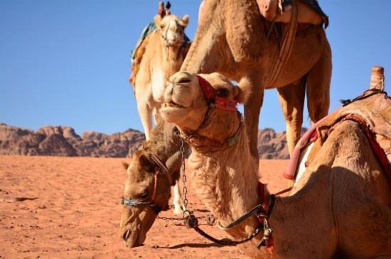 Wadi Rum Bedouin House Exterior photo